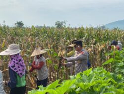 Dukung Ketahanan Pangan Nasional, Waka Polres Dompu Dampingi Panen Jagung Warga Desa Mumbu