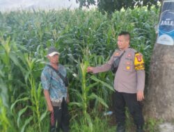 Polsek Manggelewa Pantau Lahan Jagung Warga Dukung Program Ketahanan Pangan Nasional