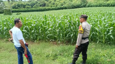 Perkuat Ketahanan Pangan, Bhabinkamtibmas Desa Tarusa Motivasi Petani Jagung Optimalkan Lahan