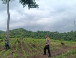 Perkuat Ketahanan Pangan Nasional, Bhabinkamtibmas Desa Tarusa Pantau Pertumbuhan Jagung