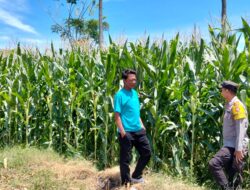 Bhabinkamtibmas Desa Lasi Pantau Lahan Jagung Warga, Dukung Program Ketahanan Pangan Nasional