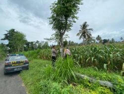 Kapolsek Wanasaba Cek Lahan Jagung Jelang Panen di Desa Wanasaba Daya