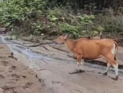 Respon Cepat Polsek Hu’u Amankan Terduga Pelaku Pencurian Ternak dari Amukan Massa