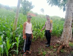 Bhabinkamtibmas Desa Woko Pantau Lahan Jagung Warga, Dukung Ketahanan Pangan Nasional Menuju Indonesia Emas