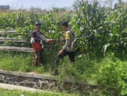 Bhabinkamtibmas Desa Songgajah Pantau Lahan Jagung Warga, Dukung Program Ketahanan Pangan Nasional Menuju Indonesia Emas 2045