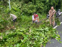 Respon Cepat Bhabinkamtibmas Bersama Warga Gotong Royong Bersihkan Pohon Tumbang