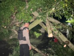 Quick Response, Pamapta Polres Bima Evakuasi Pohon Tumbang di Tanjakan Dorobelo