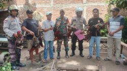 Berantas Penyakit Masyarakat, Polsek Woha membubarkan judi sabung ayam, Amankan 7 Ekor Ayam Aduan Para Pelaku Lari Tunggang Langgang.