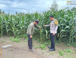 Dukung Asta Cita Ketahanan Pangan, Bhabinkamtibmas Desa Rhee Loka Sambangi Petani Jagung Hibrida