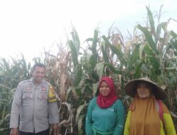 Bhabinkamtibmas Desa Saneo Pantau Lahan Jagung Warga, Dukung Ketahanan Pangan Menuju Indonesia Emas 2045