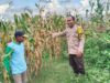 Dukung Ketahanan Pangan Nasional, Bhabinkamtibmas Desa Mumbu Pantau Lahan Jagung Warga
