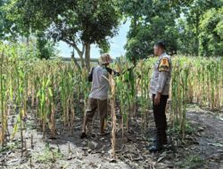 Semangat Ketahanan Pangan! Polsek Woja Dampingi Petani Jagung Menuju Panen Optimal