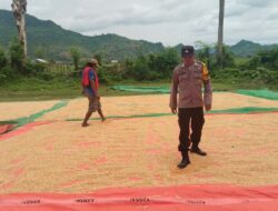 Pantau Penjemuran Jagung Warga, Polsek woja Dukung Ketahanan Pangan Menuju Indonesia Emas 2045
