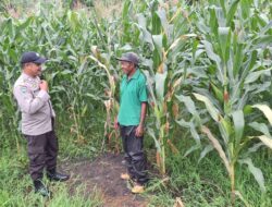 Pantau Lahan Jagung 1,5 Hektar, Polsek Kempo Perkuat Dukungan Ketahanan Pangan Menuju Indonesia Emas 2045