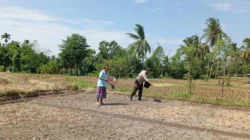 Aksi Bhabinkamtibmas Labuapi Dorong Produktivitas Petani Lokal
