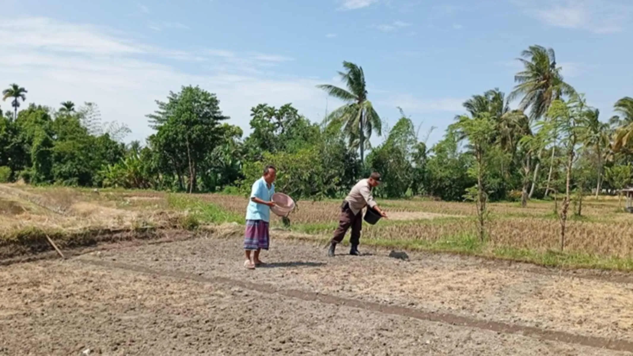 Aksi Bhabinkamtibmas Labuapi Dorong Produktivitas Petani Lokal