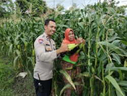 Sinergi Polri dan Petani Labuapi Manfaatkan Lahan Pekarangan