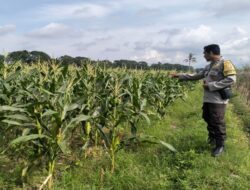 Polsek Labuapi Dampingi Petani Bagik Polak Perkuat Pangan