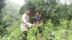 Cara Polsek Batulayar Wujudkan Kemandirian Pangan di Desa