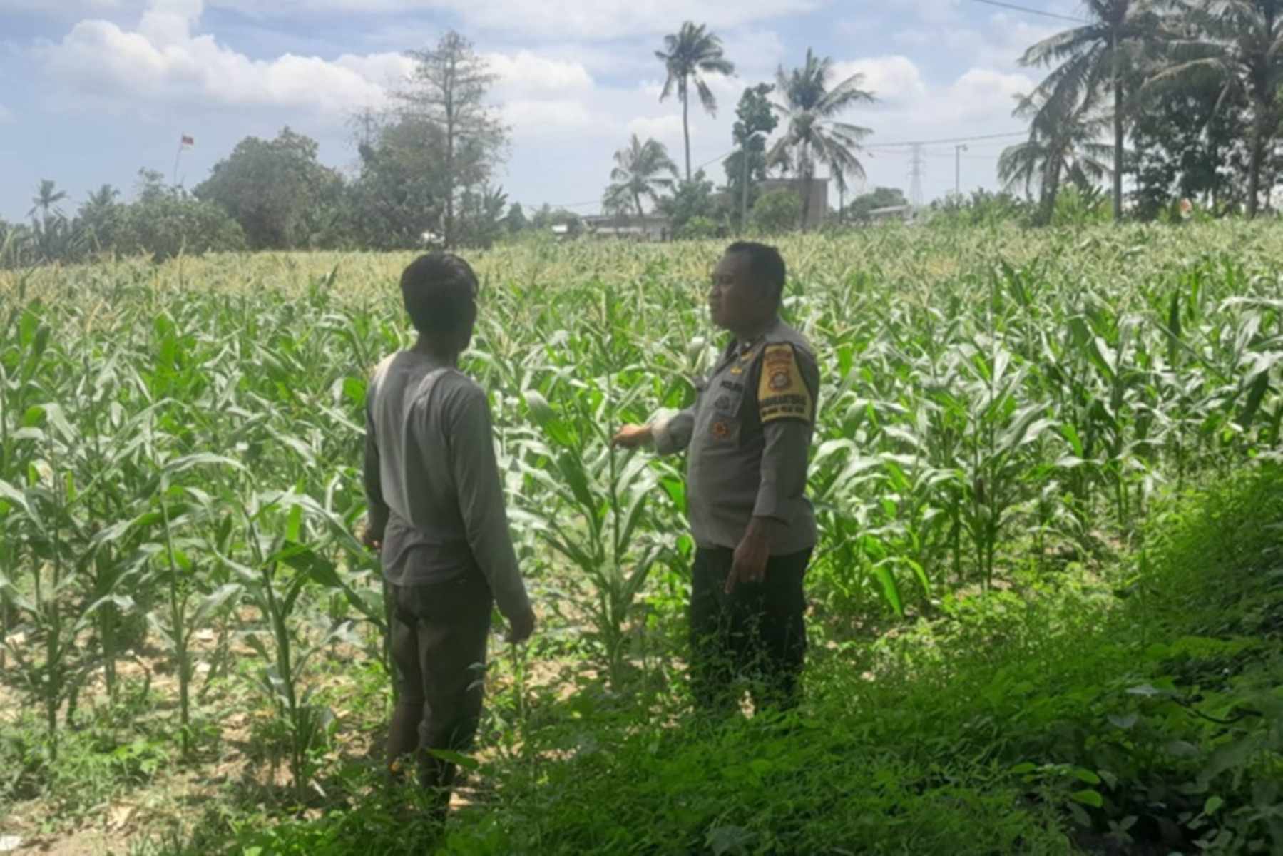 Polsek Labuapi Kawal Swasembada Pangan di Bagik Polak Barat