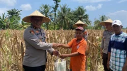 Sinergi Polri dan Petani Sekotong: Wakapolres Lombok Barat Pimpin Langsung Panen Jagung Ruby