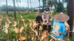 Langkah Nyata Polsek Lembar Kawal Ketahanan Pangan: Turun ke Sawah Dampingi Petani Jagung dan Cabai