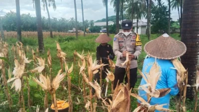 Langkah Nyata Polsek Lembar Kawal Ketahanan Pangan: Turun ke Sawah Dampingi Petani Jagung dan Cabai