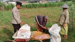 Bhabinkamtibmas Labuapi Turun ke Sawah Bantu Petani Jagung