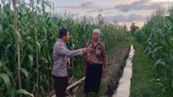 Upaya memperkuat kedaulatan pangan nasional kini semakin masif dilakukan hingga ke tingkat akar rumput. Di Kabupaten Lombok Barat, komitmen ini diwujudkan melalui aksi nyata aparat kepolisian yang terjun langsung ke tengah masyarakat produktif. Langkah ini bukan sekadar menjalankan fungsi pengamanan, melainkan juga peran aktif sebagai fasilitator dan motivator bagi para petani serta peternak lokal. Atmosfer produktivitas menyelimuti Dusun Lemokek Lauk, Desa Babussalam. Kehadiran personel Bhabinkamtibmas Desa Babussalam, Bripka Ketut Sanjaya, di tengah lahan pertanian warga menjadi bukti bahwa Polri hadir sebagai mitra strategis masyarakat. Kegiatan sambang desa dan silaturahmi ini dirancang untuk memastikan stabilitas keamanan sekaligus mendorong kemandirian ekonomi warga melalui sektor agraris. Pendampingan Teknis dan Distribusi Benih Unggul Bripka Ketut Sanjaya tidak hanya datang untuk memantau situasi keamanan dan ketertiban masyarakat (kamtibmas), tetapi juga terlibat langsung dalam aktivitas teknis di lapangan. Berdasarkan pantauan di lokasi, ia tampak mendampingi para petani yang sedang sibuk menyiapkan lahan. Salah satu fokus perhatiannya adalah penggunaan media mulsa alami, sebuah teknik konservasi tanah yang sangat efektif untuk menjaga kelembapan dan kesuburan lahan sebelum memasuki masa tanam. Selain memberikan arahan teknis mengenai persiapan lahan yang optimal, kepolisian juga memberikan dukungan konkret berupa pemberian bantuan paket benih jagung unggul. Bantuan ini diserahkan langsung kepada warga sebagai stimulus agar mereka lebih bersemangat dalam memperluas cakupan lahan produktif. Dengan adanya benih berkualitas, diharapkan hasil panen mendatang dapat meningkat secara signifikan, yang pada gilirannya akan memperkuat stok pangan di tingkat desa. Kapolres Lombok Barat, Polda NTB, AKBP Yasmara Harahap, S.I.K., M.Si., melalui Kapolsek Gerung, AKP Lale Dewi Lungit Tanauran, menegaskan bahwa peran Bhabinkamtibmas saat ini telah bertransformasi untuk mendukung program strategis pemerintah. Pihaknya ingin memastikan bahwa kehadiran polisi di desa memberikan dampak ekonomi yang nyata bagi masyarakat binaan. "Kami menginstruksikan seluruh jajaran Bhabinkamtibmas untuk terus bersinergi dengan warga, khususnya di sektor pertanian dan peternakan. Kami ingin Polri hadir bukan hanya untuk menjaga keamanan, tetapi juga menjadi penggerak ketahanan pangan nasional. Melalui pendampingan ini, diharapkan masyarakat merasa didukung dalam mengelola sumber daya alam yang mereka miliki," ujar AKP Lale Dewi Lungit Tanauran dalam keterangannya. Mengoptimalkan Lahan Pekarangan untuk Kemandirian Keluarga Selain fokus pada lahan pertanian luas, pihak kepolisian juga memberikan edukasi mengenai pemanfaatan lahan sempit di sekitar tempat tinggal. Dalam interaksi yang berlangsung hangat dan humanis, Bripka Ketut Sanjaya mengajak warga untuk lebih kreatif dalam mengelola pekarangan rumah mereka. Menurutnya, lahan pekarangan memiliki potensi besar jika ditanami dengan berbagai komoditas pangan bergizi seperti sayur-mayur atau tanaman obat keluarga (TOGA). Upaya ini ditekankan sebagai langkah strategis untuk memenuhi kebutuhan pangan rumah tangga secara mandiri. Dengan memanfaatkan setiap jengkal tanah yang ada, warga diharapkan tidak lagi bergantung sepenuhnya pada pasar untuk memenuhi kebutuhan dapur sehari-hari. Hal ini dianggap sebagai solusi cerdas dalam menghadapi fluktuasi harga pangan yang seringkali membebani ekonomi keluarga. Komitmen Berkelanjutan untuk Kedaulatan Pangan Kegiatan sambang di Dusun Lemokek Lauk ini merupakan bagian dari komitmen berkelanjutan Polres Lombok Barat dalam mengawal stabilitas ekonomi dari level terbawah. Koordinasi yang intensif antara petugas dan warga menjadi kunci utama dalam menjaga semangat produktivitas. Selain memberikan motivasi di bidang pertanian, kepolisian juga menitipkan pesan agar para peternak lokal tetap konsisten dalam merawat hewan ternak mereka, mengingat sektor peternakan adalah pilar penting lainnya dalam struktur ekonomi pedesaan. Melalui pendekatan yang persuasif dan edukatif, Polri berharap sinergitas dengan masyarakat Desa Babussalam terus kokoh. Keberhasilan program ketahanan pangan sangat bergantung pada kolaborasi aktif antara aparat keamanan, pemerintah desa, dan para petani. Dengan terpeliharanya stabilitas kamtibmas dan terjaganya produktivitas lahan, kedaulatan pangan yang berkelanjutan di wilayah Lombok Barat bukan lagi sekadar harapan, melainkan sebuah realitas yang tengah diperjuangkan bersama.