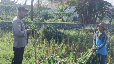Bhabinkamtibmas Desa Karang Bongkot Turun ke Sawah, Kawal Langsung Panen dan Stok Gudang Petani
