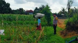 Kawal Petani di Ladang Jagung, Langkah Nyata Polres Lombok Barat Wujudkan Kedaulatan Pangan Nasional