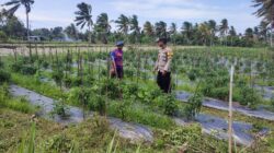 Bhabinkamtibmas Lendang Nangka Cek Lahan Cabai Milik Warga, Dukung Ketahanan Pangan