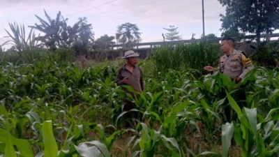 Langkah Nyata Polri Perkuat Kedaulatan Pangan Nasional Melalui Pendampingan Intensif Petani di Lombok Barat