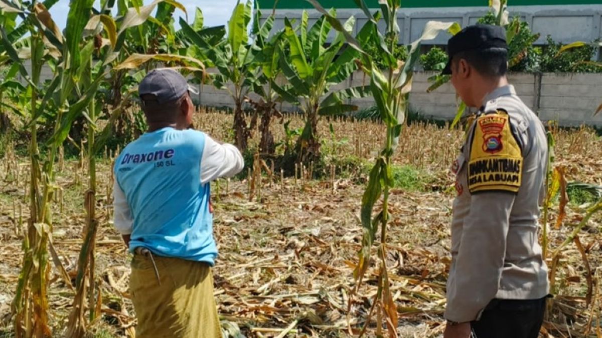 Langkah Nyata Polsek Labuapi Perkuat Ketahanan Pangan: Ajak Warga Sulap Pekarangan Jadi Kebun Produktif