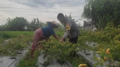 Aksi Bhabinkamtibmas Desa Kuranji Dalang Dampingi Petani NTB