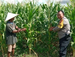 Polri Turun ke Sawah! Bhabinkamtibmas Desa Bagik Polak Barat Kawal Petani Wujudkan Swasembada Pangan
