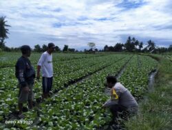 Bhabinkamtibmas Tanak Gadang Cek Lahan P2B Tanaman Potcay di Subak Tegaron