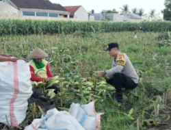 Bhabinkamtibmas Desa Labuapi Turun ke Sawah, Bantu Warga Panen Raya Jagung demi Ketahanan Pangan