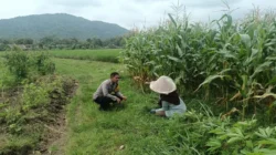 Bukan Sekadar Patroli, Bhabinkamtibmas Kini Jadi Motivator Petani Demi Ketahanan Pangan