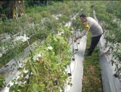 Bhabinkamtibmas Desa Masbagik Selatan Cek Lahan Ketahanan Pangan Bergizi di Tanak Malit Utara