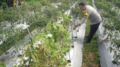 Bhabinkamtibmas Desa Masbagik Selatan Cek Lahan Ketahanan Pangan Bergizi di Tanak Malit Utara