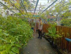 Bhabinkamtibmas Kelurahan Bugis Motivasi Warga, Pekarangan Rumah Hasilkan Pangan Mandiri