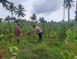 Dukung Ketahanan Pangan Nasional, Bhabinkamtibmas Polsek Pekat Pantau Lahan Jagung Warga di Kadindi