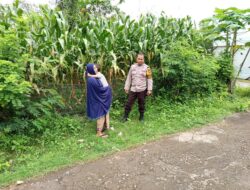 Humanis dan Produktif, Bhabinkamtibmas Kampasi Meci Kawal Ketahanan Pangan