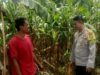 Dukung Ketahanan Pangan Nasional, Bhabinkamtibmas Desa Rasabou Pantau Lahan Jagung Warga di So Kuta