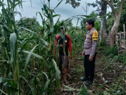 Polri Peduli Ketahanan Pangan, Polisi Pantau Panen Jagung Warga di Kempo