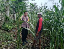 Judul:  Dukung Ketahanan Pangan Nasional, Bhabinkamtibmas Polsek Kempo Pantau Lahan Jagung Warga di Desa Konte