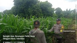 Bhabinkamtibmas Desa Beringin Jaya Beri Semangat Petani, Ketahanan Pangan Terus Didorong
