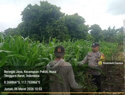 Bhabinkamtibmas Desa Beringin Jaya Beri Semangat Petani, Ketahanan Pangan Terus Didorong