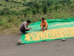 Bhabinkamtibmas Desa Serakapi Sambangi Petani Jagung, Ajak Warga Jaga Kamtibmas dan Teliti Saat Penimbangan Hasil Panen